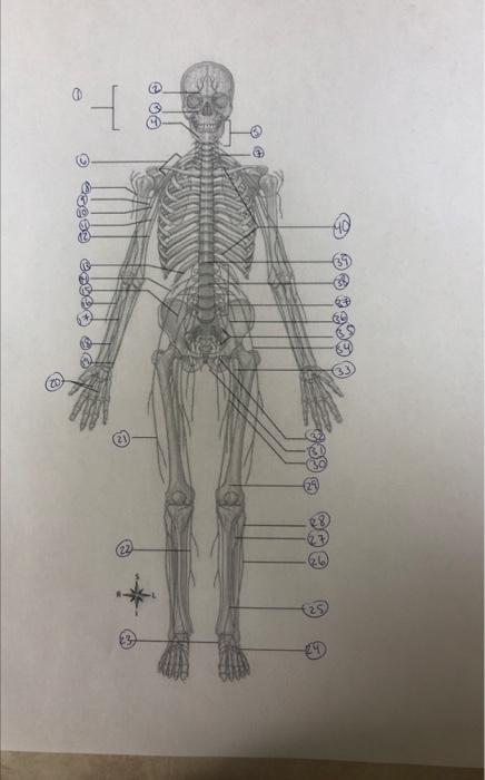 1 Intercostal Ver 0 12 Co 3