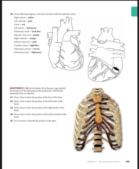 20 In The Following Diagram Color The Structures With The Indicated Colors Right Atrium Yellow Left Ventricle Gray Aor 1
