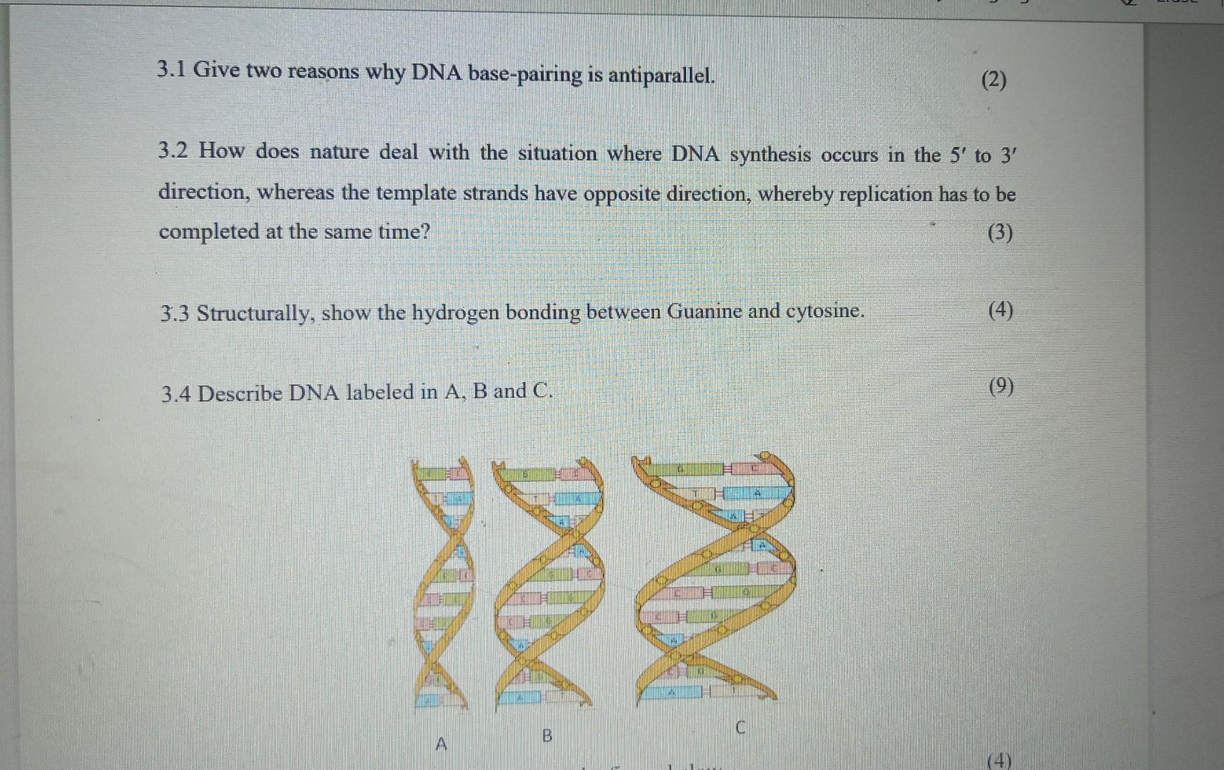 3 1 Give Two Reasons Why Dna Base Pairing Is Antiparallel 3 2 How Does Nature Deal With The Situation Where Dna Synthes 1