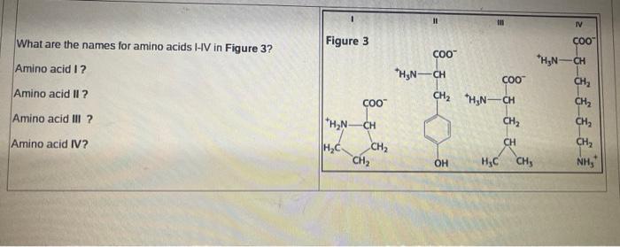 What Are The Names For Amino Acids I Iv In Figure 3 Amino Acid I Amino Acid Ii Amino Acid Iii Amino Acid Iv Figure 1