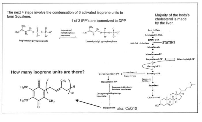 The Next 4 Steps Involve The Condensation Of 6 Activated Isoprene Units To Form Squalene 1 Of 3 Ipp S Are Isomerized To 1
