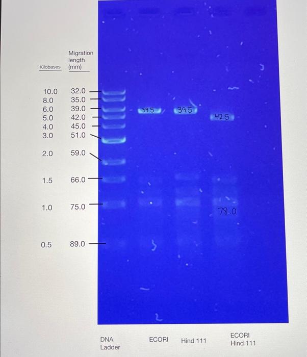 1 Size Of Fragment S From Ecor1 Digest In Bp Or Kb 2 Size Of Fragment S From Hind Dikest In Bp Or Kb 3 Size 2