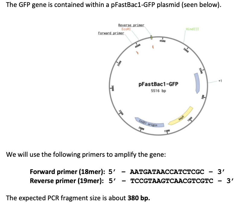 The Gfp Gene Is Contained Within A Pfastbac1 Gfp Plasmid Seen Below Reverse Primer Ecori Forward Primer 3000 4500 Pfa 1