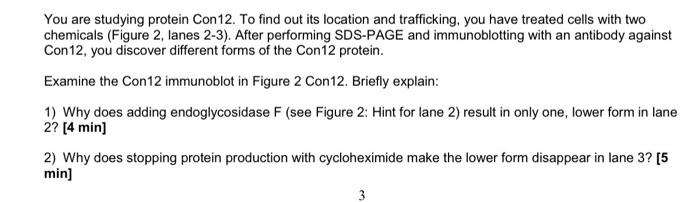 You Are Studying Protein Con 12 To Find Out Its Location And Trafficking You Have Treated Cells With Two Chemicals Fi 1
