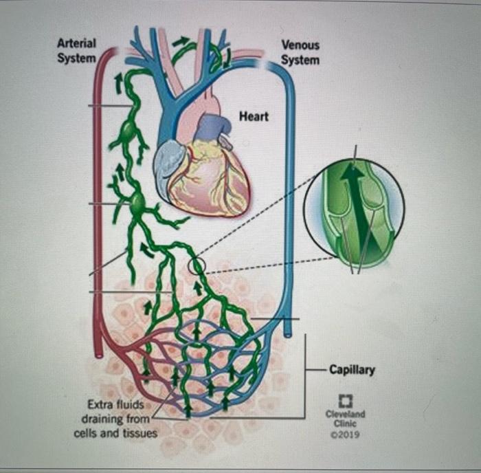 Arterial System Extra Fluids Draining From Cells And Tissues Heart Venous System Capillary Cleveland Clinic 02019 A Flu 1