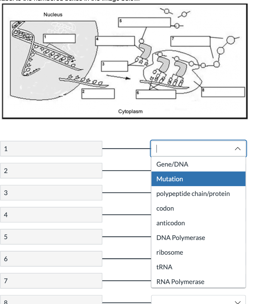 1 2 3 4 5 6 7 8 Nucleus Ezogal Cytoplasm H Gene Dna Mutation Polypeptide Chain Protein Codon Anticodon Dna Polymerase Ri 1