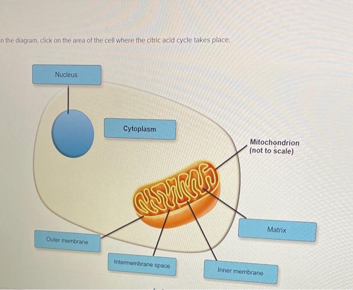 In The Diagram Click On The Area Of The Cell Where The Citric Acid Cycle Takes Place Nucleus Outer Membrane Cytoplasm 1
