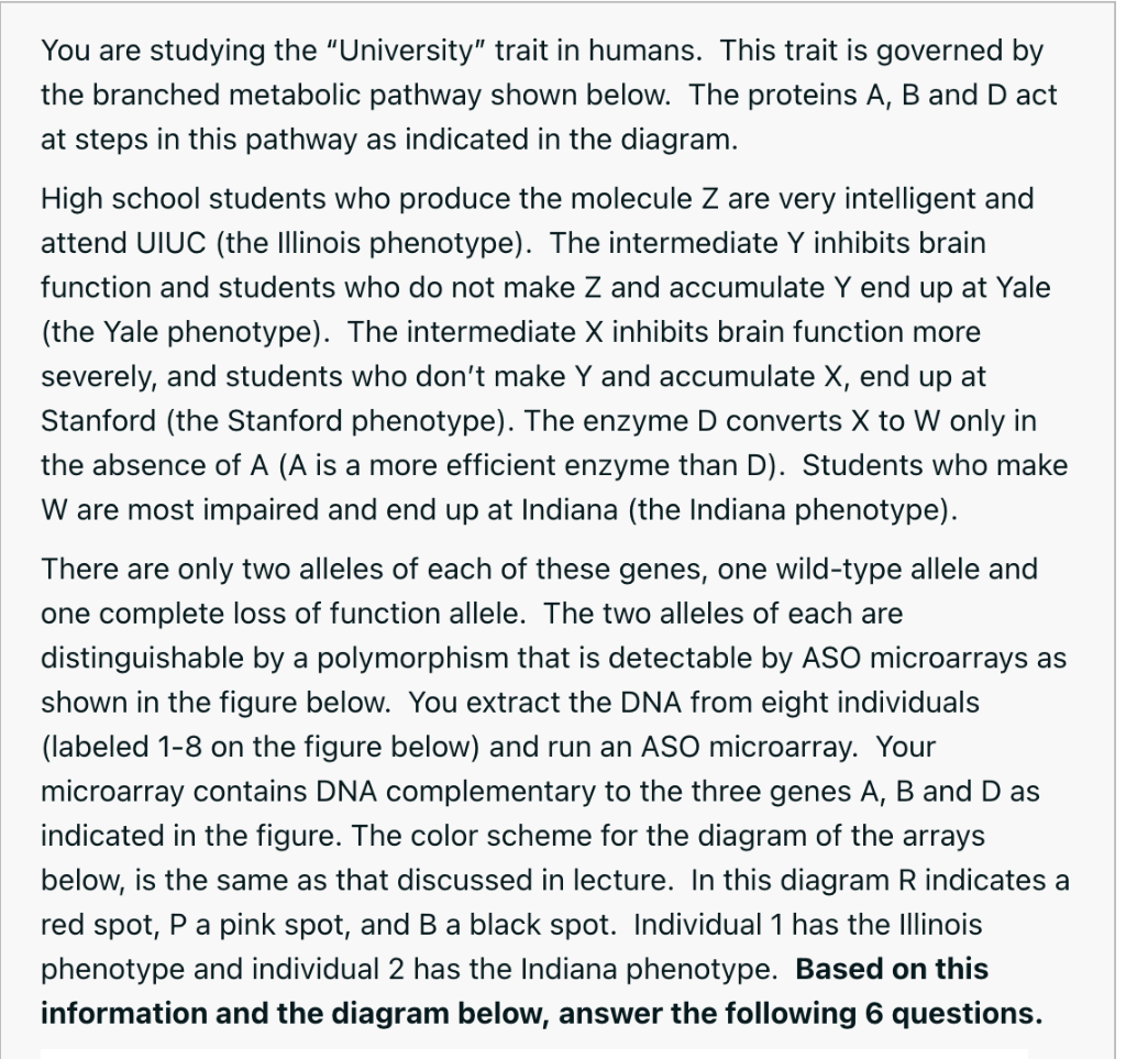 You Are Studying The University Trait In Humans This Trait Is Governed By The Branched Metabolic Pathway Shown Below 1