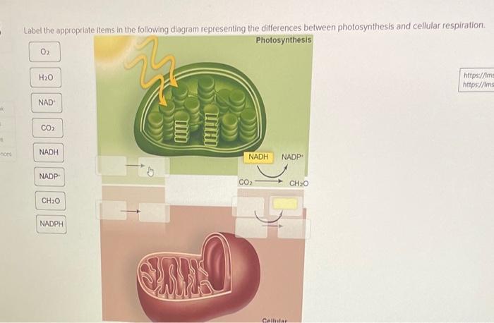 Ak M Oces Label The Appropriate Items In The Following Diagram Representing The Differences Between Photosynthesis And C 1