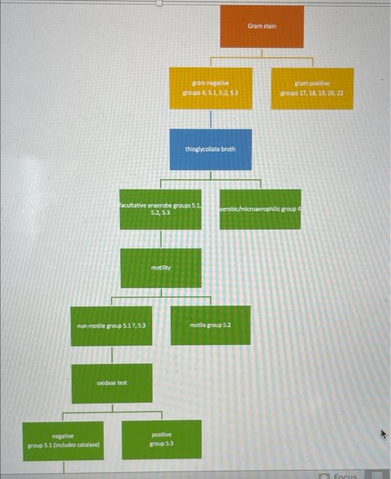 Vp Test Negative Indole Negative Catalase Negative Phenol Red Positive Citrate Negative Oxidase Negative Lysine De 7