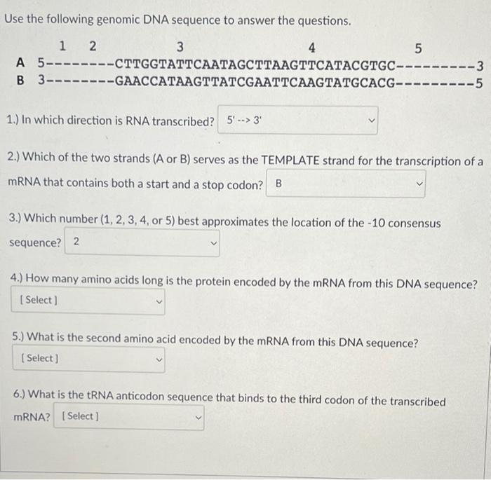 Use The Following Genomic Dna Sequence To Answer The Questions 1 2 3 4 5 A 5 Cttggtattcaatagcttaagttcatacgtgc 1