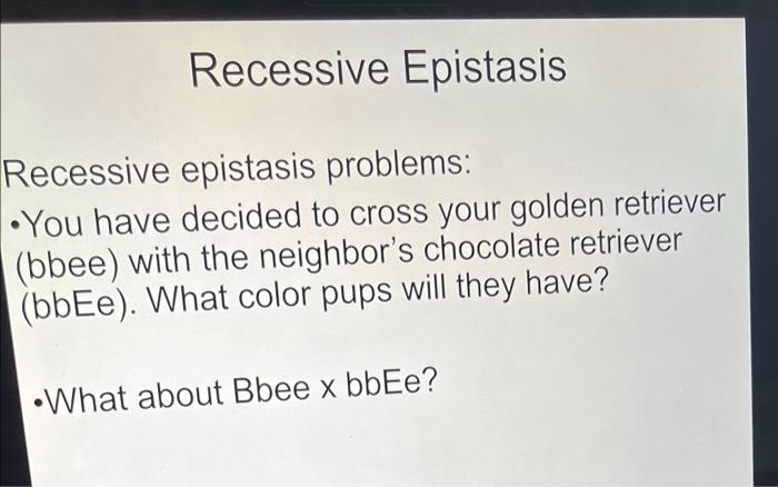 Recessive Epistasis Recessive Epistasis Problems You Have Decided To Cross Your Golden Retriever Bbee With The Neighb 1