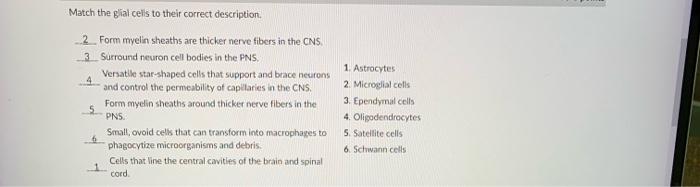 Match The Glial Cells To Their Correct Description 2 Form Myelin Sheaths Are Thicker Nerve Fibers In The Cns Surround 1