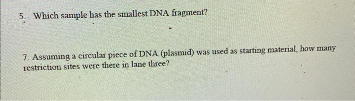 5 Which Sample Has The Smallest Dna Fragment 7 Assuming A Circular Piece Of Dna Plasmid Was Used As Starting Materi 1
