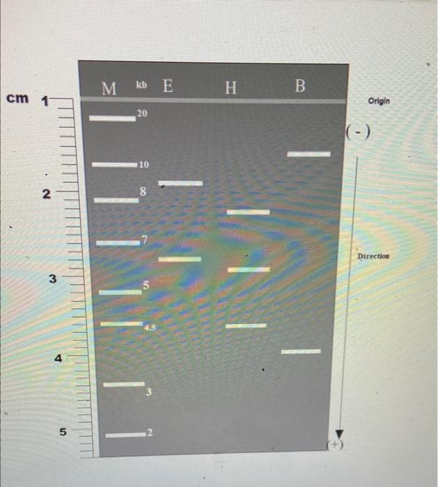 5 Which Sample Has The Smallest Dna Fragment 7 Assuming A Circular Piece Of Dna Plasmid Was Used As Starting Materi 2
