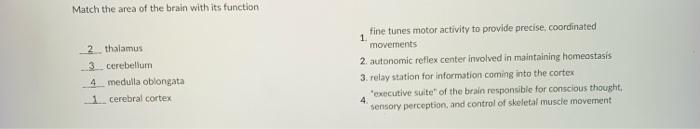 Match The Area Of The Brain With Its Function Thalamus Cerebellum Medulla Oblongata Cerebral Cortex 1 Fine Tunes Motor A 1