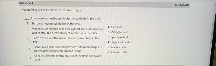 Question 1 Match The Glial Cells To Their Correct Description 2 Form Myelin Sheaths Are Thicker Nerve Fibers In The Cns 1