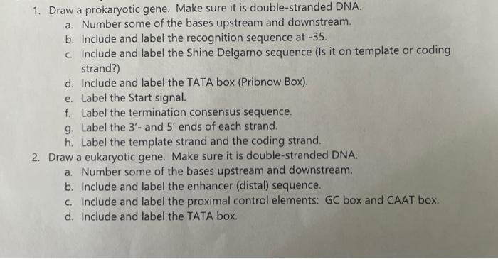 1 Draw A Prokaryotic Gene Make Sure It Is Double Stranded Dna A Number Some Of The Bases Upstream And Downstream B 1
