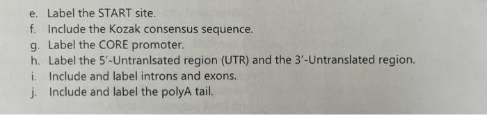 1 Draw A Prokaryotic Gene Make Sure It Is Double Stranded Dna A Number Some Of The Bases Upstream And Downstream B 2