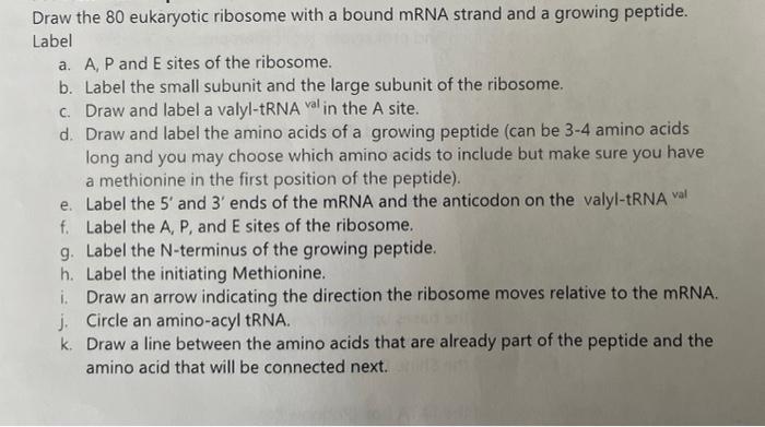 Draw The 80 Eukaryotic Ribosome With A Bound Mrna Strand And A Growing Peptide Label A A P And E Sites Of The Ribosom 1