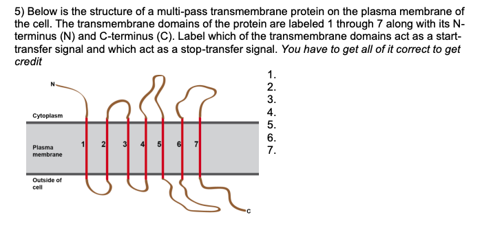 5 Below Is The Structure Of A Multi Pass Transmembrane Protein On The Plasma Membrane Of The Cell The Transmembrane Do 1