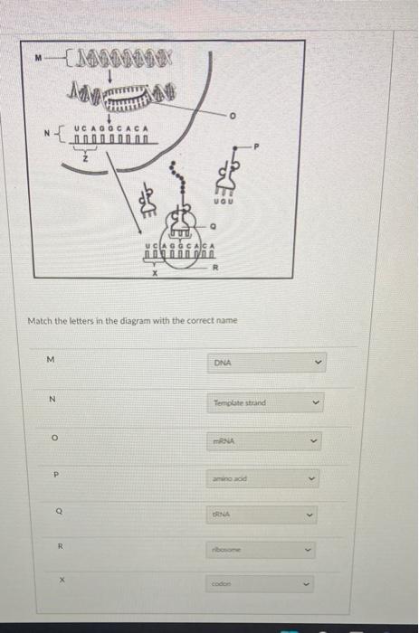 M Ne M N P Q Match The Letters In The Diagram With The Correct Name R Mmmmm X Ucaggc 000 Ucaggcaca Dooddodd Wi Ma Dna Te 1