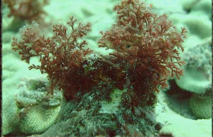 Laurencia Nidifica Attached To A Porites Lobata Coral Head 1