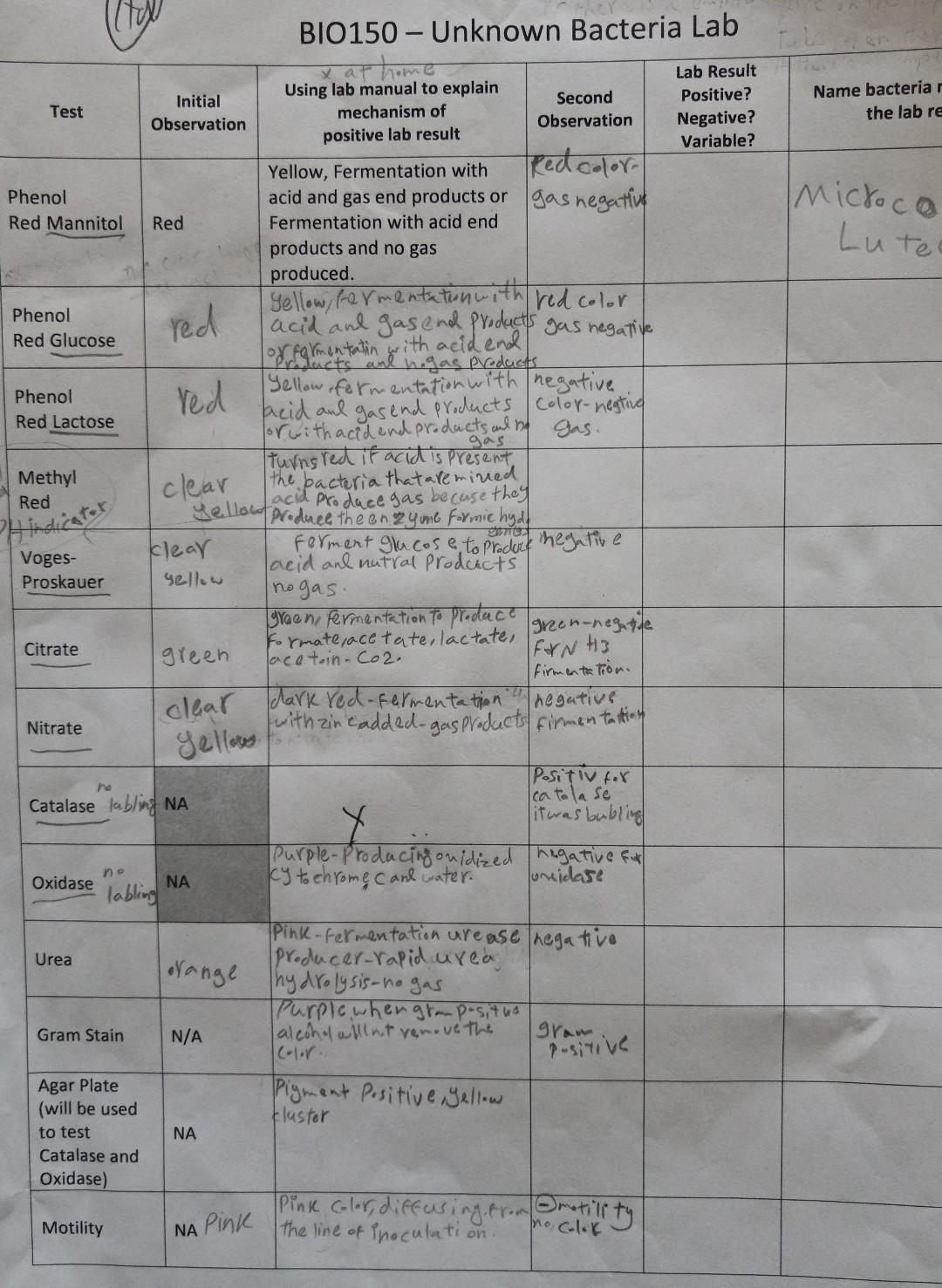 Help To Fill The Unknown Bacteria Lab Report Please There Are 5 Gram In This List I Think All Of Them Please 1