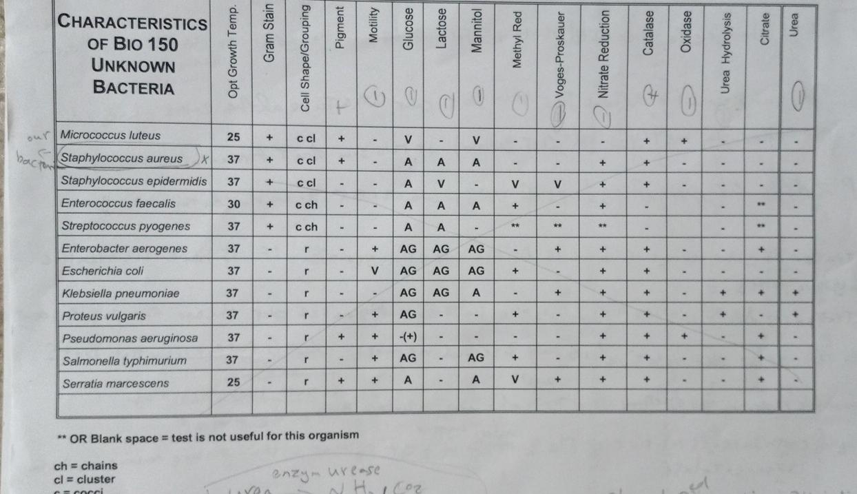 Help To Fill The Unknown Bacteria Lab Report Please There Are 5 Gram In This List I Think All Of Them Please 2