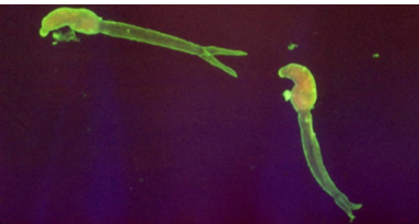 As You Can See The Image Above Appears To Be Highlighting Specific Parts Of The Organism What Methods Would You Use To 1