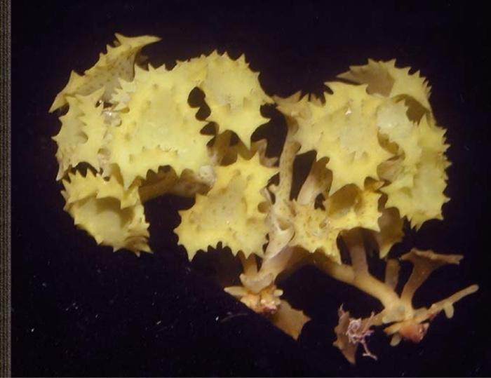 Turbinaria Ornata 1