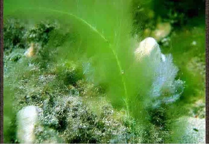 Cladophora Sericea 1