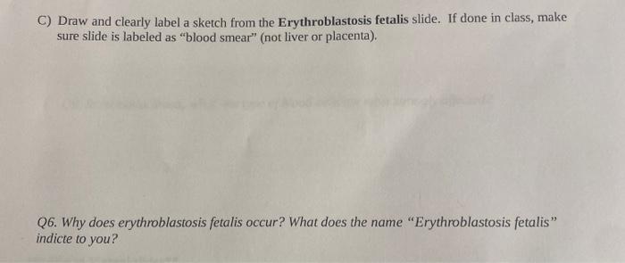 C Draw And Clearly Label A Sketch From The Erythroblastosis Fetalis Slide If Done In Class Make Sure Slide Is Labeled 1