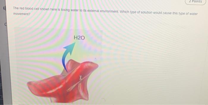 Points The Red Blood Cell Shown Here Is Losing Water To Its External Environment Which Type Of Solution Would Cause Thi 1