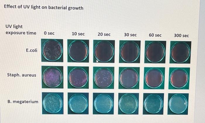 Effect Of Uv Light On Bacterial Growth Uv Light Exposure Time E Coli Staph Aureus B Megaterium 0 Sec 10 Sec 20 Sec 30 1