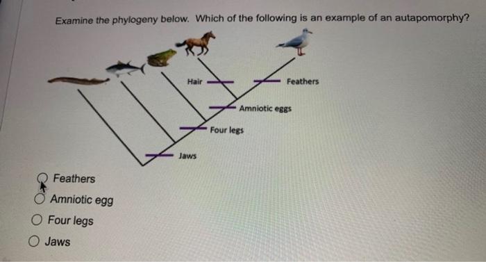 Examine The Phylogeny Below Which Of The Following Is An Example Of An Autapomorphy Feathers Amniotic Egg O Four Legs 1