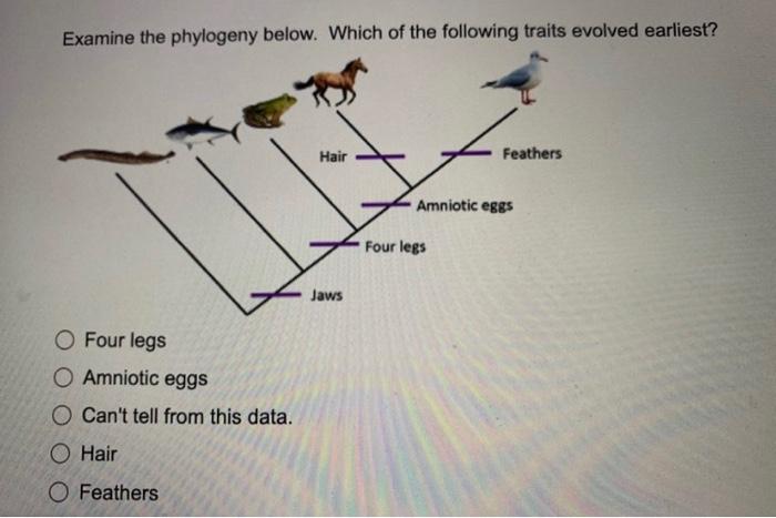 Examine The Phylogeny Below Which Of The Following Is An Example Of An Autapomorphy Feathers Amniotic Egg O Four Legs 2