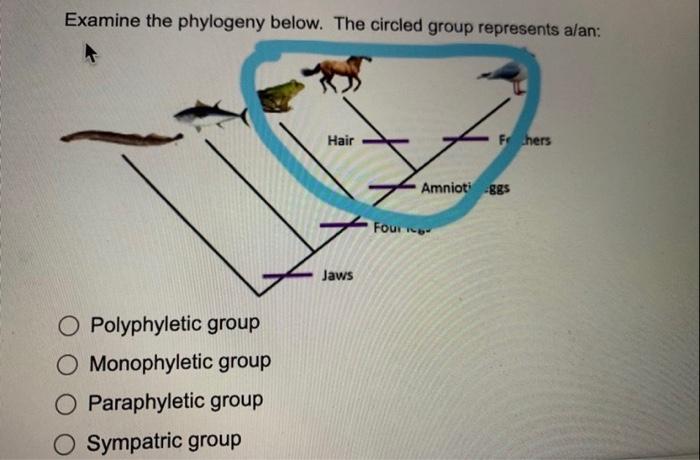 Examine The Phylogeny Below Which Of The Following Is An Example Of An Autapomorphy Feathers Amniotic Egg O Four Legs 3