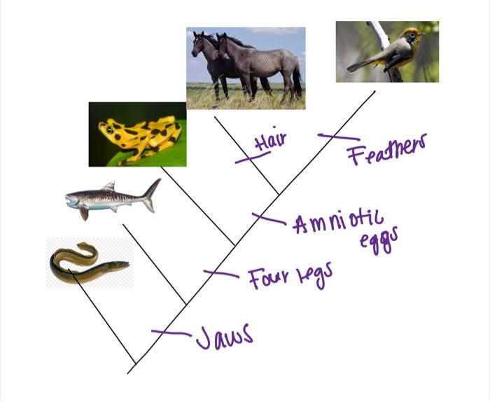 A Feathers B Amniotic Egg C Four Legs D Jaws 2 Examine The Phylogeny Below Which Of The Followinf Traits Evolved 2