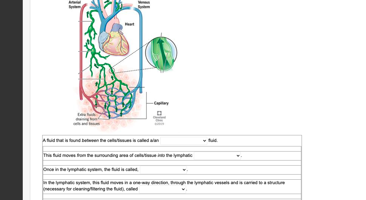Arterial System Extra Fluids Draining From Cells And Tissues Heart Venous System Capillary D Cleveland Clinic 02019 A F 1