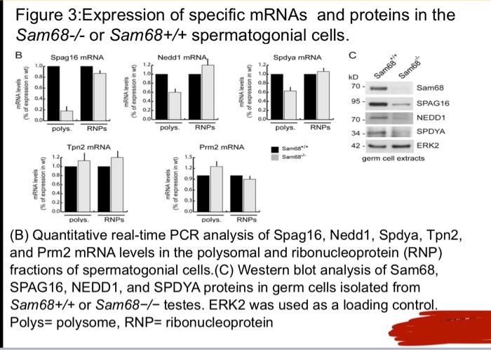 Figure 3 Expression Of Specific Mrnas And Proteins In The Sam68 Or Sam68 Spermatogonial Cells Spag16 Mrna B 1 0 5 1