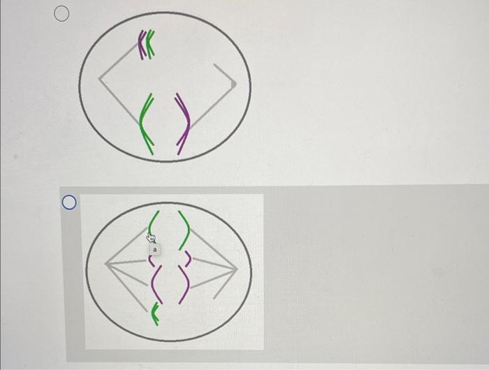 Question 7 1 Point Which Of The Following Diagrams Best Represents A Non Disjunction Occuring During Meiosis I And Co 3