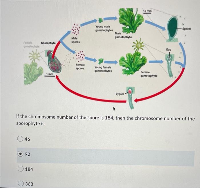 Question 7 1 Point Which Of The Following Diagrams Best Represents A Non Disjunction Occuring During Meiosis I And Co 4