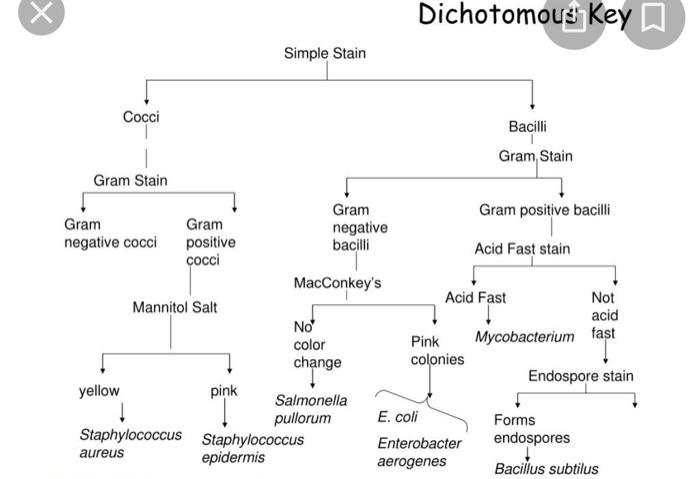 1 List Of Possible Staphylococcus Unknowns The List Of Staphylococcus Species Shown Below Are All Coagulase Negative St 12