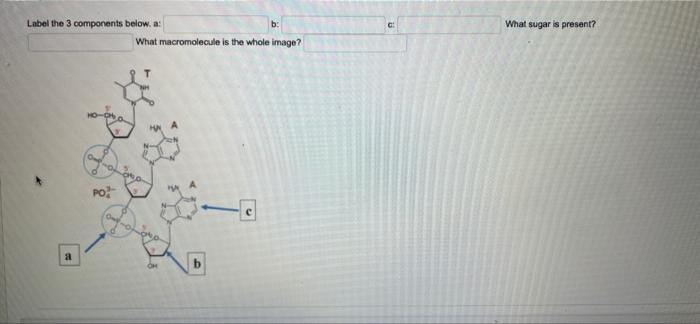 Label The 3 Components Below A A Po What Macromolecule Is The Whole Image Oh B B A What Sugar Is Present 1
