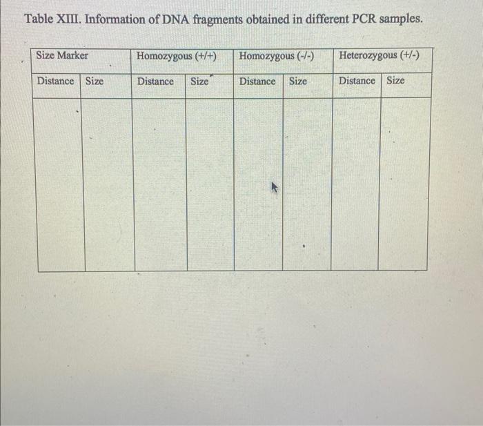 Table Xiii Information Of Dna Fragments Obtained In Different Pcr Samples Size Marker Distance Size Homozygous D 1