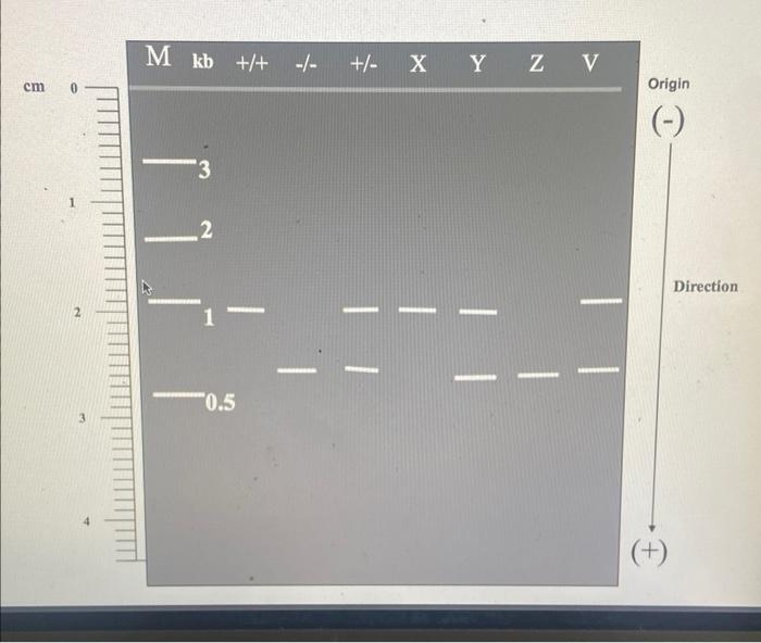 Table Xiii Information Of Dna Fragments Obtained In Different Pcr Samples Size Marker Distance Size Homozygous D 2