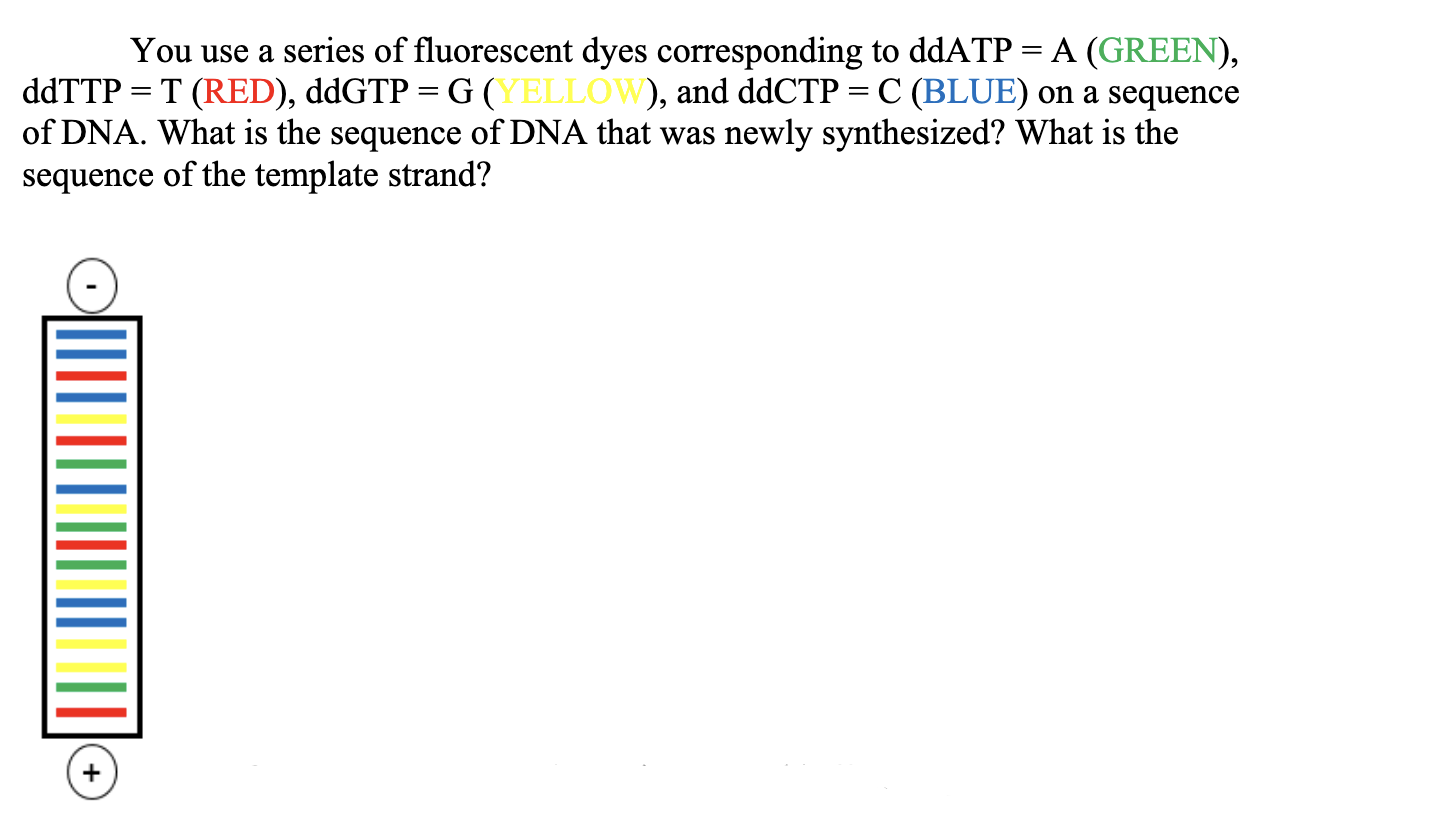You Use A Series Of Fluorescent Dyes Corresponding To Ddatp A Green Ddttp T Red Ddgtp G Yellow And Ddctp 1
