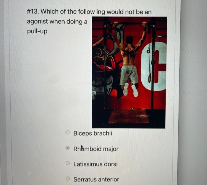 4 If An Individual Stands In Anatomical Position And Then Laterally Flexes The Trunk Which Muscle Is The Primary Agon 4
