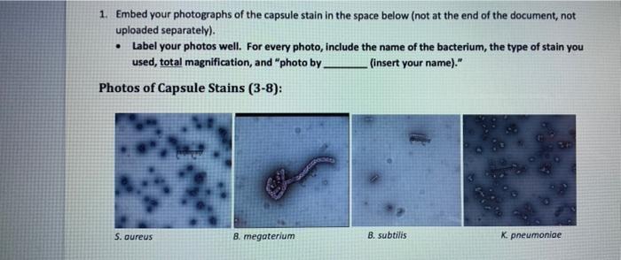 Capsule And Endospore Stain 3 8 And 3 9 4 Points Purpose You Completed Capsule Stains And Endospore Stains And Viewe 2
